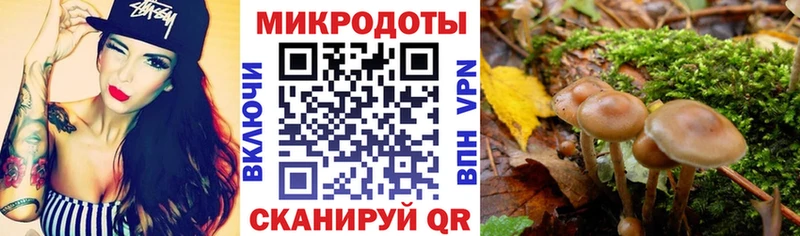 Псилоцибиновые грибы Psilocybe  Дмитровск 